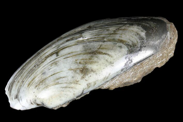 Polished Jurassic Bivalve (Cardinia) Fossil - England #177061